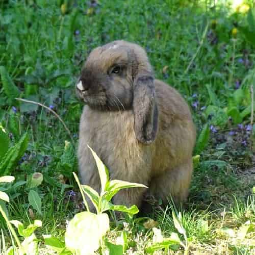 éducation du lapin nain