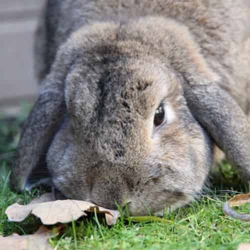 adopter un lapin nain bélier