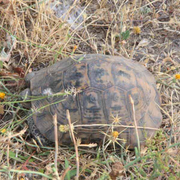 Composition de la terre : la tortue terrestre doit manger directement sur  son substrat = terre de jardin.