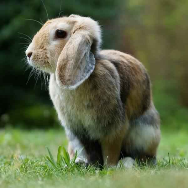 Les oreilles de lapin naturelles sont très populaires auprès des