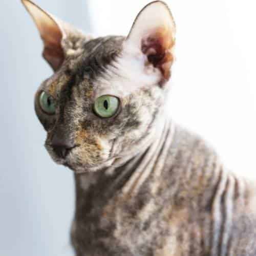 chat sans poil race origine
