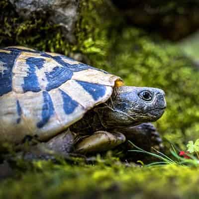 Quelle nourriture donner à sa tortue ?