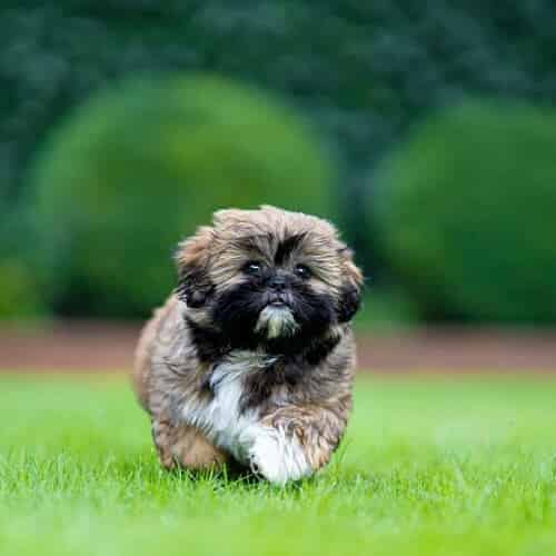 Shih Tzu