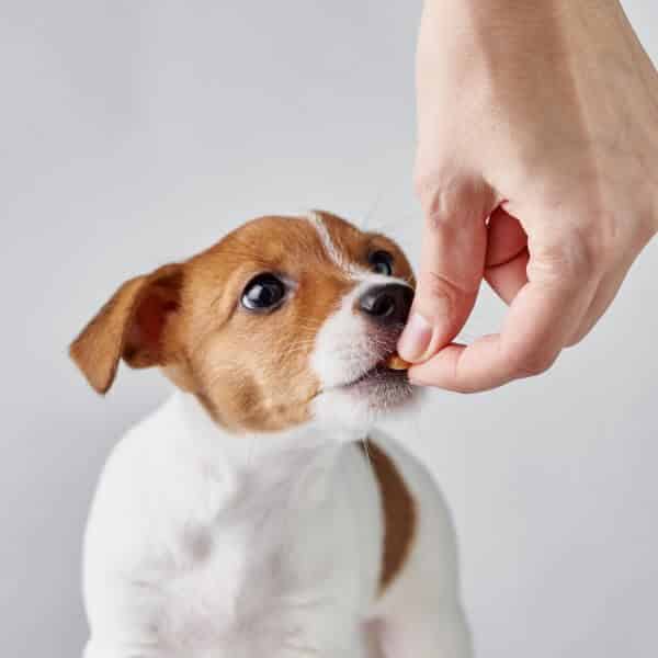 Comment faire prendre du poids à un chien maigre ? Le blog des Animaux