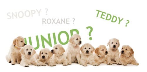 Des noms pour votre chien : 2014, année du « J »