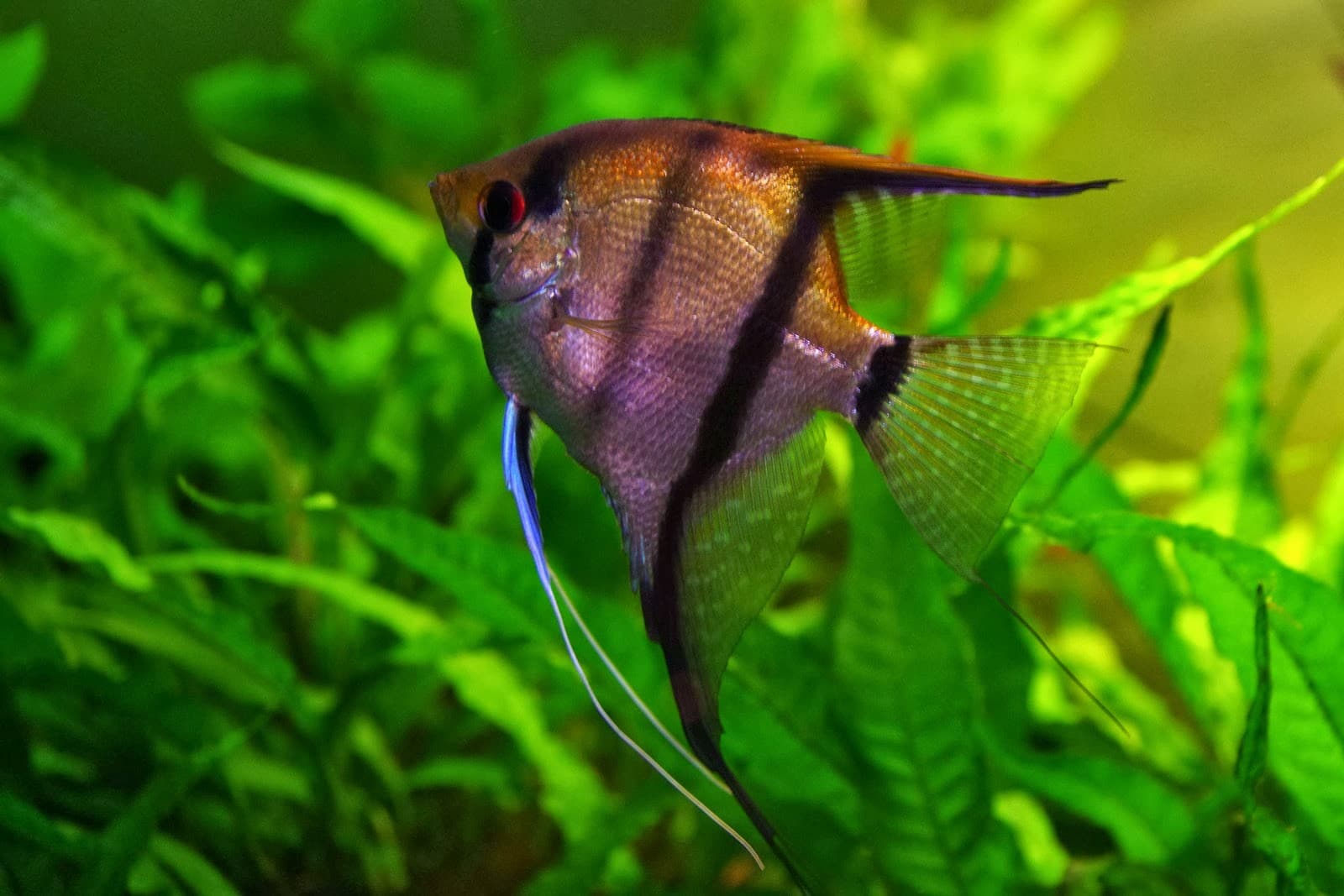 Poissons tropicaux : Le scalaire