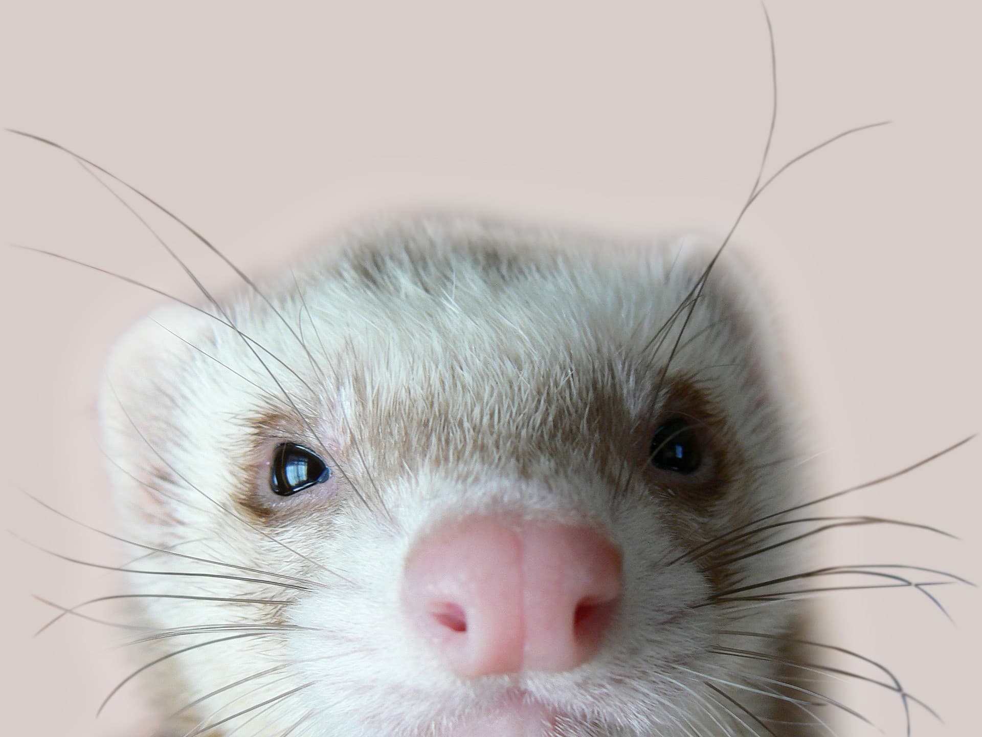 Quel nom pour mon furet ?