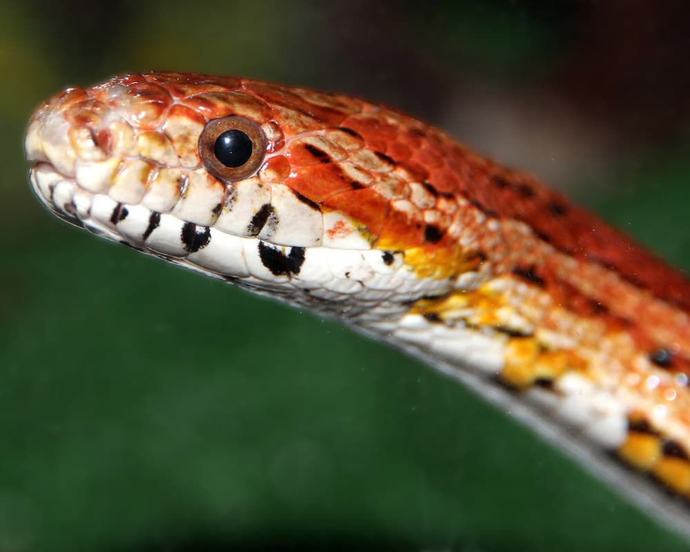 Elaphe Tout savoir sur le serpent des blés