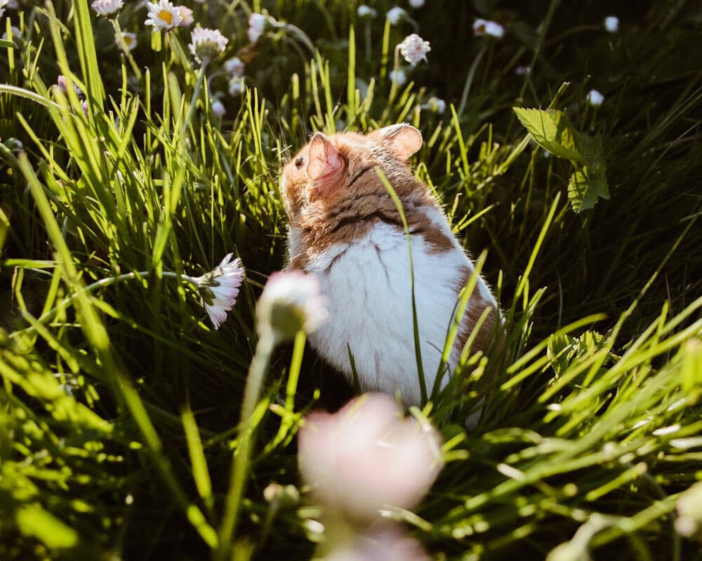 Hamster Doré - Tout sur ce rongeur