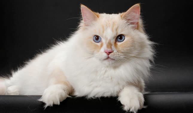 Le Ragamuffin