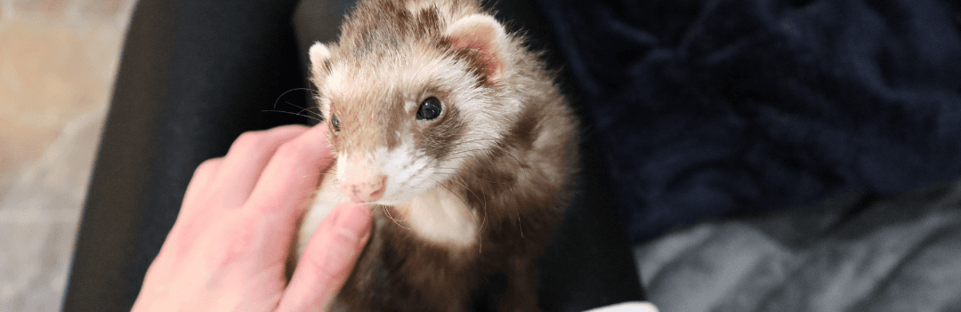 L’enfant et le furet