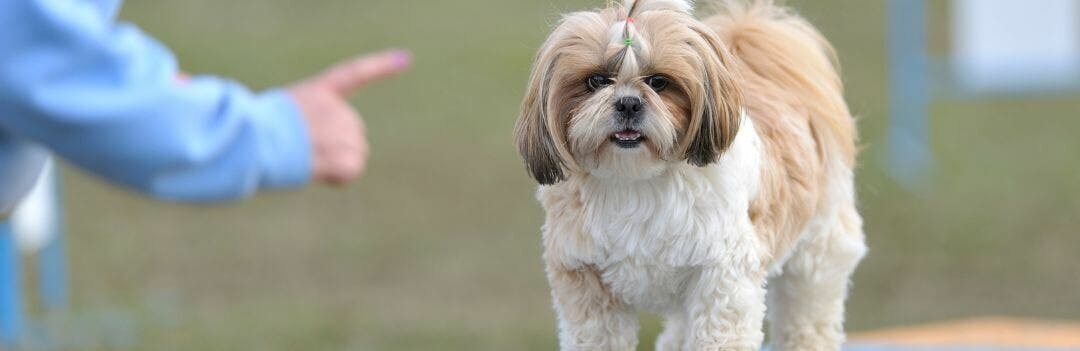 Quelles sont les meilleures croquettes pour chiot Shih Tzu ?