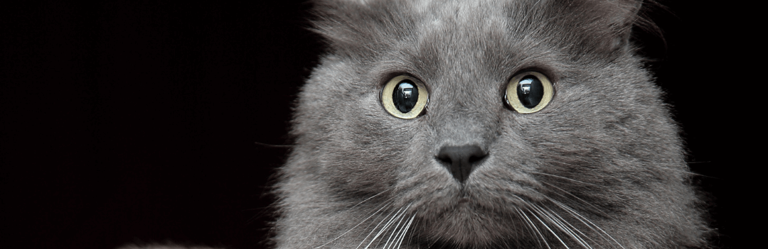 Nebelung