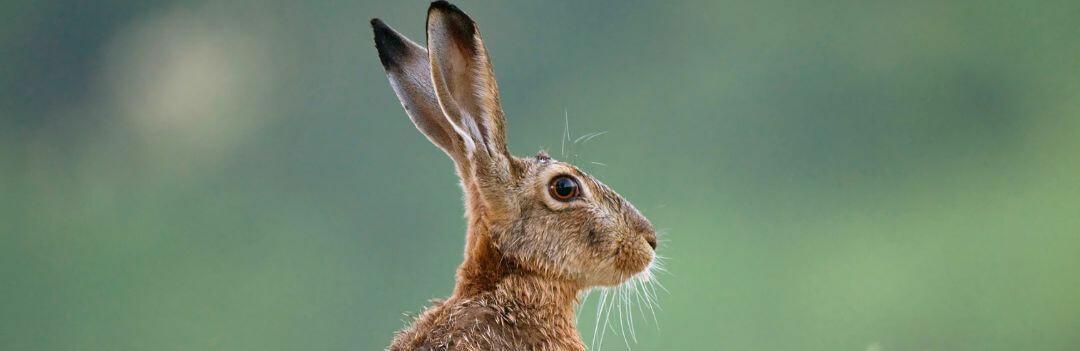 Les oreilles du lapin - Connaître son rongeur