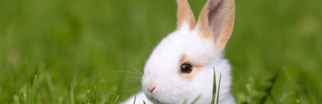 Peut-on laver un lapin ?