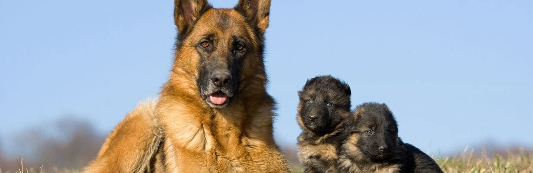 Peut-on donner des croquettes chiot à un chien adulte ?