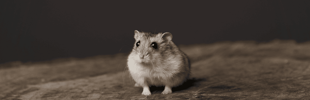 Hamster nain