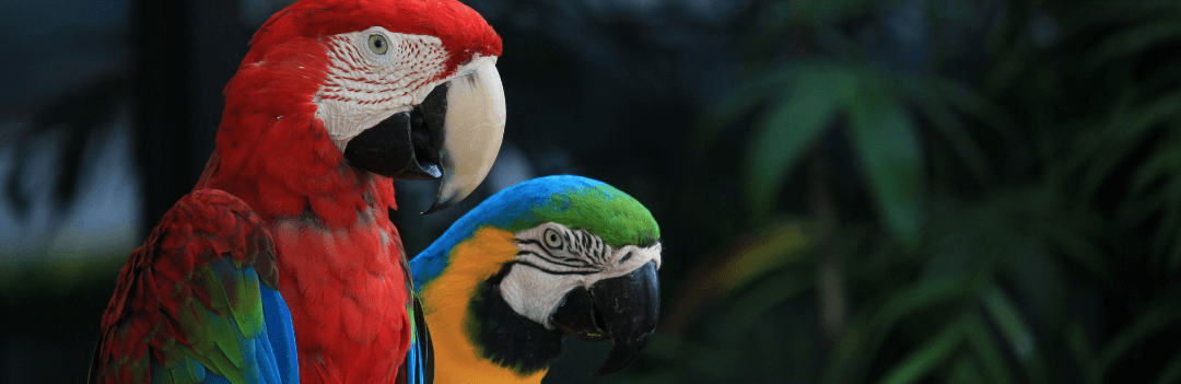 Les oiseaux exotiques