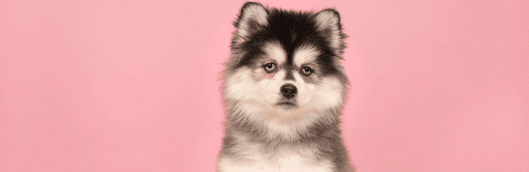 Pomsky