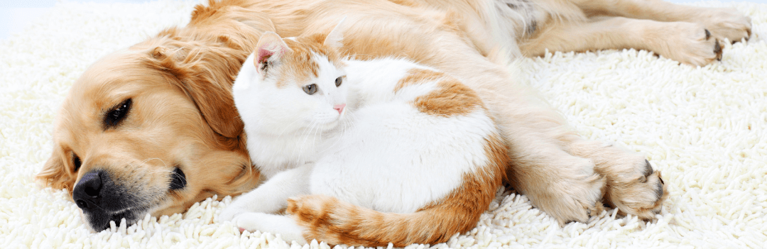 Que faire quand son chat mange les croquettes de son chien ?