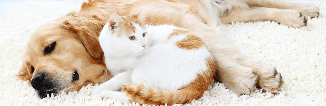 Que faire quand son chat mange les croquettes de son chien ?