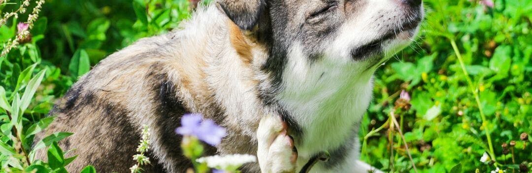 Comment calmer les démangeaisons d’un chien ?