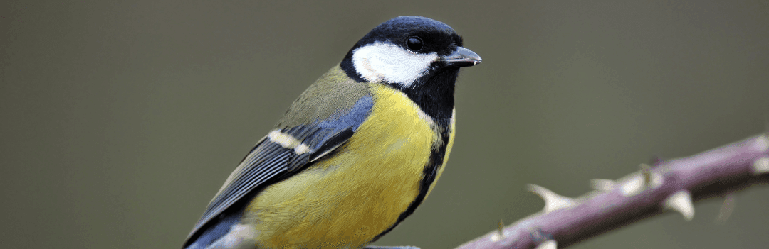 Mésange charbonnière