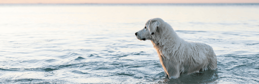 Canicule chez le chien: rafraîchir et protéger