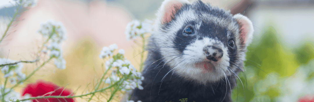 La réglementation pour l’achat d’un furet