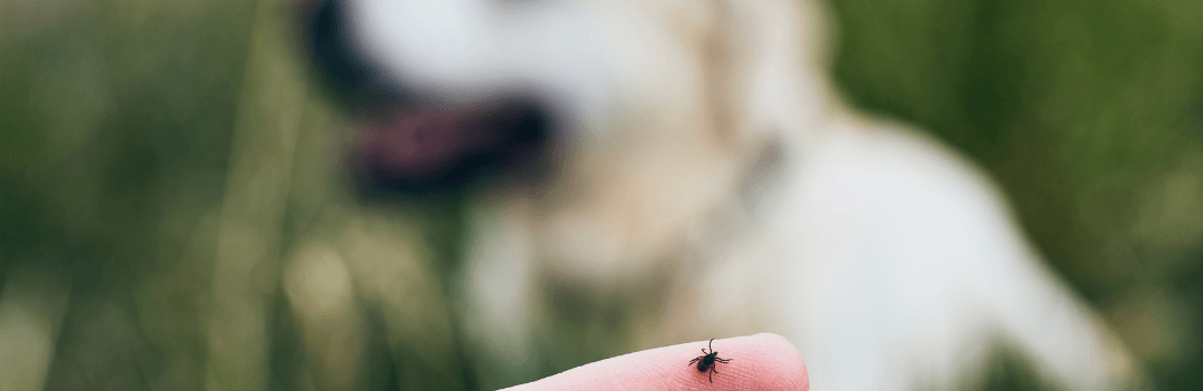 Comment enlever une tique à son chien ?