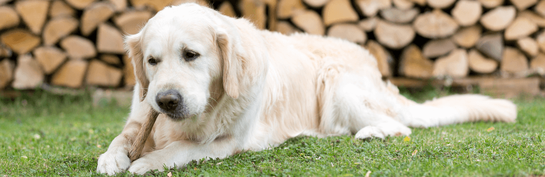 Comment soulager les articulations de mon chien ?