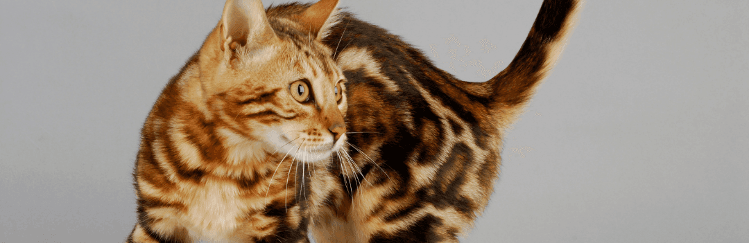 Le Bengal