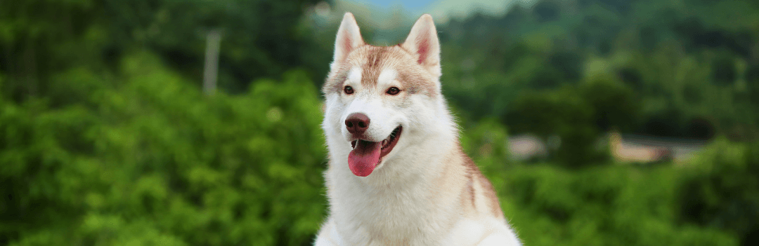 Comment brosser les dents de son chien