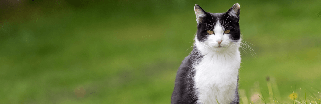 La diarrhée du chat