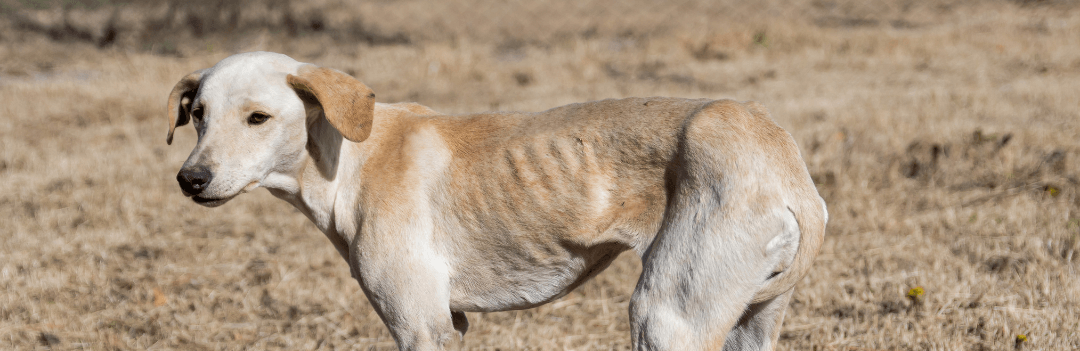 Comment savoir si un chien est trop maigre ?