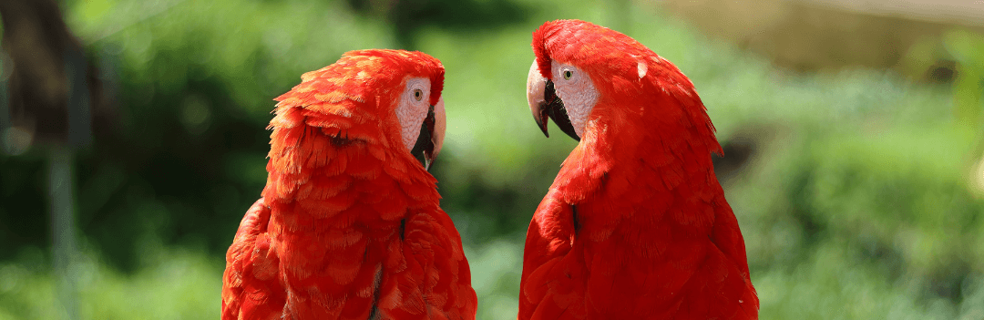 La saison des amours chez les oiseaux