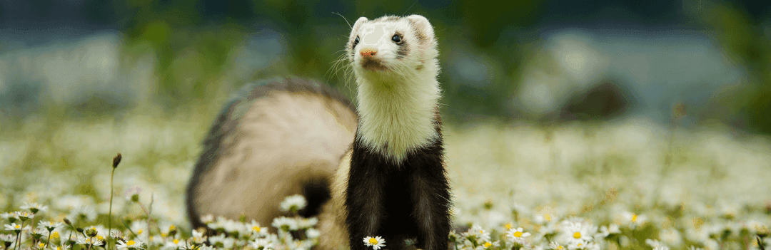 Questions à se poser avant d’adopter un furet ?