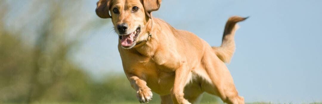 Comment nourrir son chien sportif ?