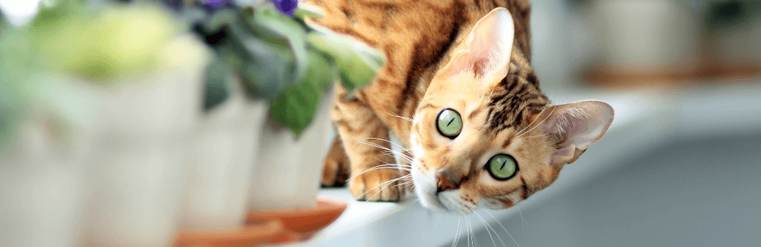 Comment apprivoiser un chat qui a peur ?