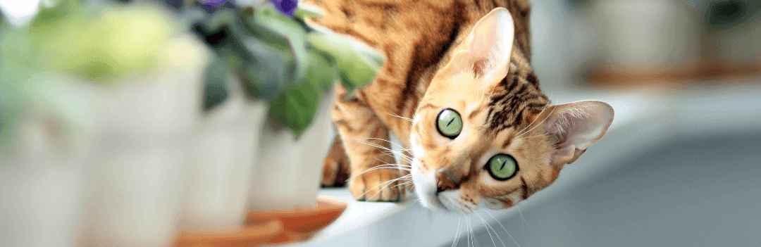 le hamac pour chat offre la liberté à votre chat d'appartement