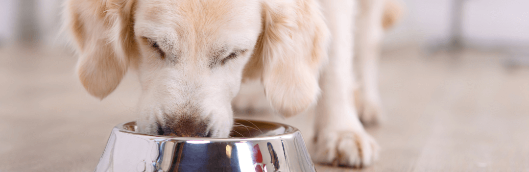 Gamelle pour chien qui mange trop vite