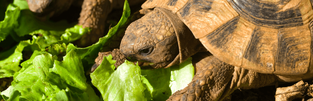 Que mange une tortue ?