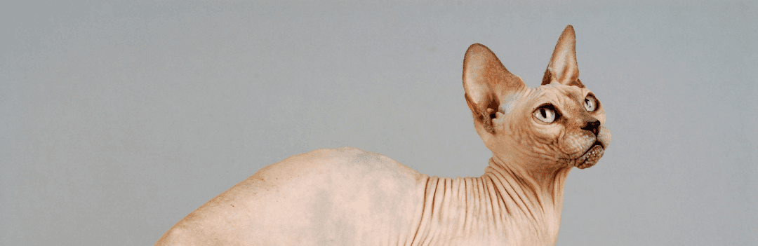 Le Sphynx