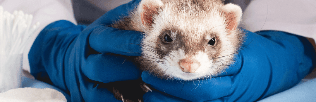 La vaccination chez le furet