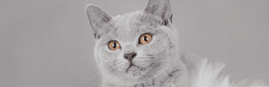 Le British shorthair