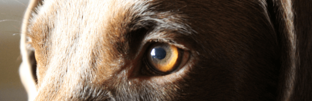 Entretenir les yeux du chien