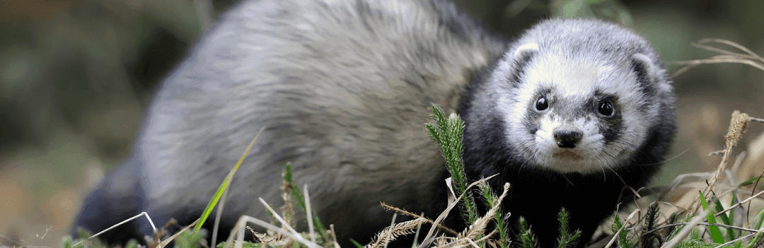 Perte de poils chez le furet