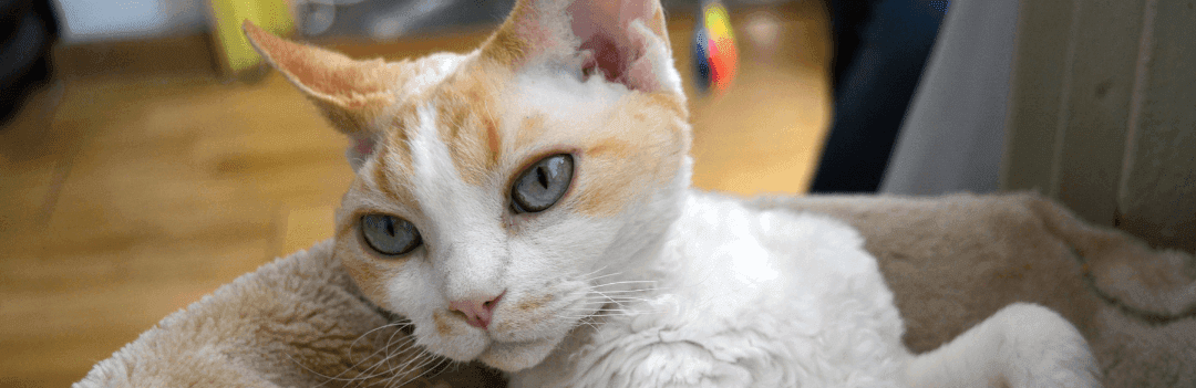 Le Devon Rex