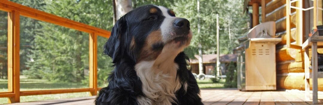 Quelles croquettes pour un chien diabétique ?