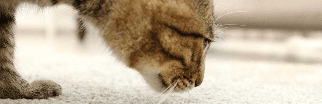 Comment enlever l'odeur d'urine de chat ? [résolu] - Le blog de La Ferme  des Animaux